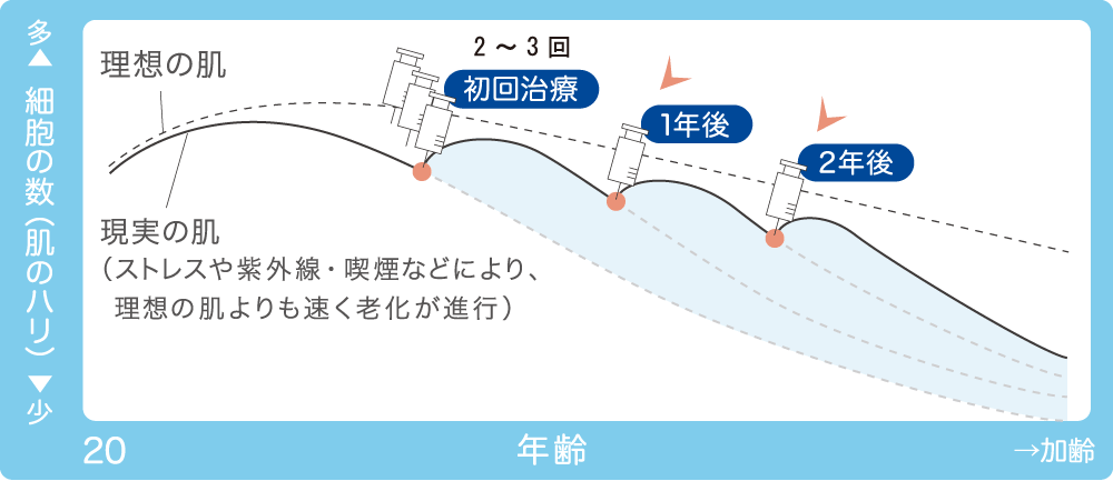 定期的に若く元気な線維芽細胞を補充することで理想の肌を維持