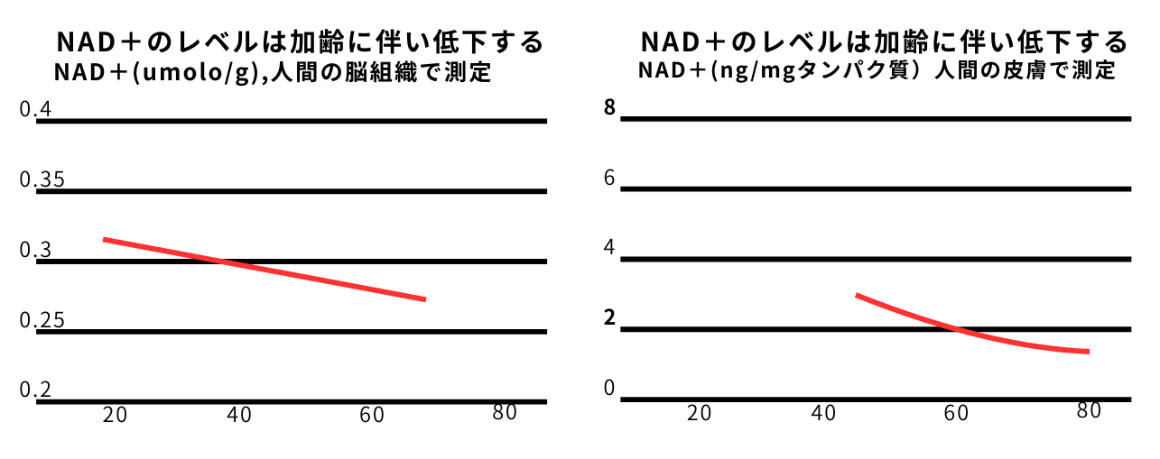 NAD+のレベルは加齢に伴い低下する
