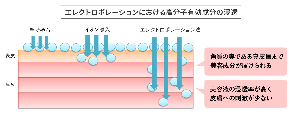 エレクトロポレーションにおける高分子有効成分の浸透